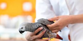 بیماری «تب طوطی» چیست و آیا نگرانکننده است؟