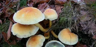 شیوع مسمومیت با قارچهای سمی در فصل بهار