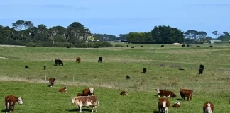 یک مقام سازمان جهانی بهداشت: خطر سرایت آنفلوآنزای پرندگان به گاوهای خارج از آمریکا