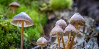 سیلوسایبین موجود در قارچ جادویی ممکن است بهعنوان درمانی برای افسردگی استفاده شود