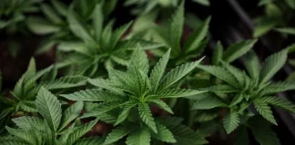 طبقهبندی مجدد مواد مخدر در آمریکا میتواند بودجه تحقیقاتی جدیدی را به بخش کانابیس هدایت کند