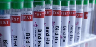 برای نخستینبار در جهان/ آغاز واکسیناسیون آنفلوآنزای پرندگان برای انسانها در فنلاند