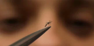 هشدار CDC به ارائهدهندگان مراقبتهای بهداشتی درباره افزایش موارد دنگی