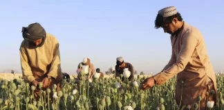 هشدار سازمان ملل متحد در مورد مرگومیر ناشی از اُوِردوز پس از کاهش تولید تریاک در افغانستان