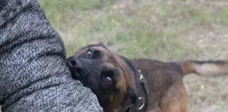 ثبت بیش از ۹۰هزار حیوانگزیدگی در سال ۱۴۰۳