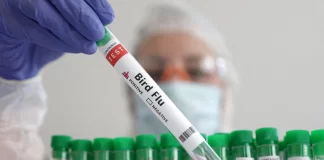 دانشمندان نسبت به همهگیری آنفلوآنزای پرندگان که آهسته در حال رخدادن است، نگران هستند