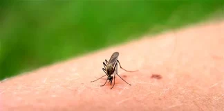 راهکارهای پیشگیری از گزش پشه آئدس