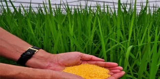 هیچ نوع برنجی با عنوان برنج طلایی فیلیپینی تراریخت وارد کشور نشده است