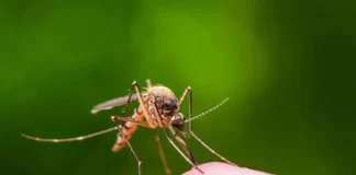 ۴۰ شهر ایران درگیر تب دنگی شدهاند