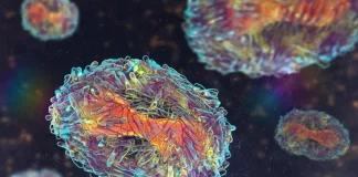 مدیر منطقه اروپای سازمان جهانی بهداشت: mpox کووید جدید نیست