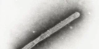 سرمایهگذاری ۱۰ میلیون دلاری آمریکا برای مهار آنفلوآنزای پرندگان و آنفلوآنزای فصلی