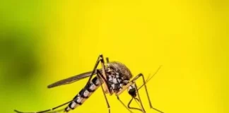 آخرین آمار مبتلایان به تب دنگی در ایران