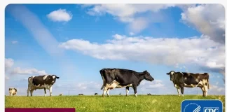 احتمال ۵ مورد ابتلای انسانی به آنفلوآنزای پرندگان در کالیفرنیا