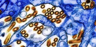 کالیفرنیا/ تایید ابتلای چهارمین مورد انسانی به آنفلوآنزای پرندگان