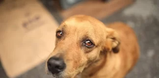 ساخت واکسن برگشتپذیر عقیمسازی سگها با نام Egalitte