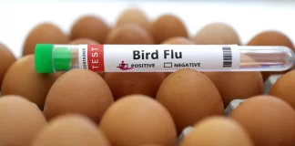 سانوفی، GSK، و CSL مبلغ ۷۲ میلیون دلار از دولت آمریکا برای تولید واکسن آنفلوآنزای پرندگان دریافت کردند