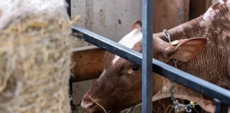 آمریکا/  گسترش تست آنفلوآنزای پرندگان با یافتن عفونتهای بدون علامت در افراد