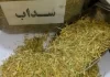 هشدار سازمان غذاودارو نسبت به تقلب در عرضه گیاه سداب در عطاریها