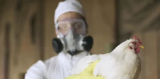 لوئیزیانا/ ثبت نخستین مرگ ناشی از آنفلوآنزای پرندگان در آمریکا