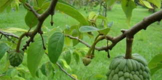 مُسکّن در طبیعت: دانشمندان قفل قدرت ضدالتهابی برگهای شکر سیب را باز کردند