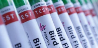 سازمان جهانی بهداشت حیوانات خواستار کنترل سختگیرانهتر بر آنفلوآنزای پرندگان شد