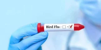 سازمان جهانی بهداشت: خطر آنفلوآنزای پرندگان برای عموم مردم کم است