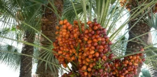 فواید خرما برای سلامتی