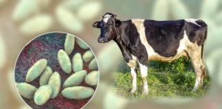 هشت دام مبتلا به تب مالت در سمنان شناسایی شد