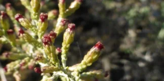 احتمال درمان سرطان روده بزرگ با یک گیاه معطر