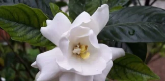 ارتباط گیاه گاردنیا و احتمال بازسازی اعصاب آسیبدیده انسان