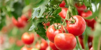 ماده مغذیِ گوجهفرنگی به بهبود مغزهای افسرده کمک میکند