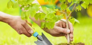 درختکاری؛ گامی به سوی آیندهای سبز