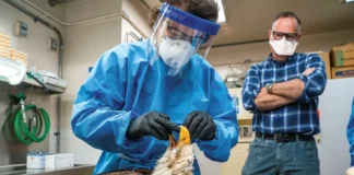 سرمایهگذاری USDA تا ۱۰۰ میلیون دلار برای پروژههای مبارزه با آنفلوآنزای پرندگان