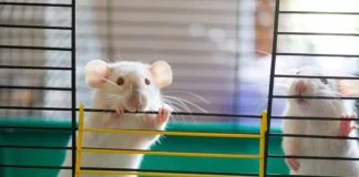 حذف تدریجی آزمایشهای حیوانی برای ساخت داروها در دستور کار FDA