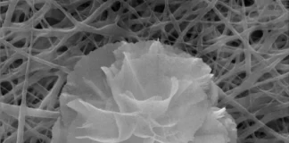 طراحی نانوگُلهایی که با عفونتهای زخم مبارزه میکنند