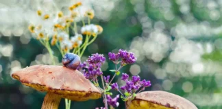 هشدار/ فریب ظاهر قارچهای خودرو را در فصل بهار نخورید