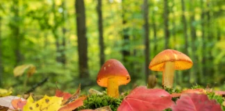 هشدار درباره مصرف قارچهای خودرو در طبیعت