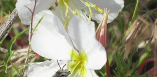 انسان و آلودگی، عامل نابودی گردهافشانی شبانه