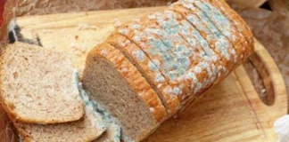 تمام مواد غذایی کپکزده باید دور ریخته شوند