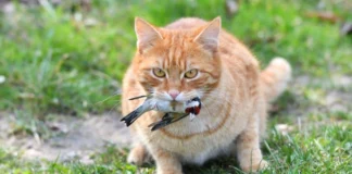 هشدار درباره مرگومیر بالای گربهها بر اثر آنفلوانزای پرندگان و خطر انتقال به انسان