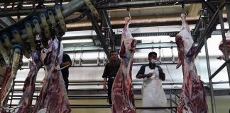 تهیه و فرآوری گوشت قربانی فقط از مراکز مجاز دامپزشکی مجاز است