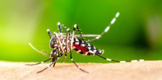 لغو محدودیت واکسن چیکونگونیا شرکت Valneva برای سالمندان