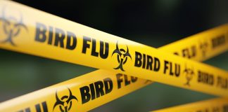 پایان وضعیت اضطراری آنفلوآنزای پرندگان در آمریکا با کاهش موارد ابتلا