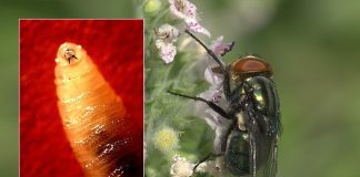 آمریکا/ شناسایی یک مورد جدید ابتلا به پیچکرم انسانی