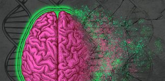 تأثیر سبک زندگی سالم در کاهش خطر آلزایمر تا نصف