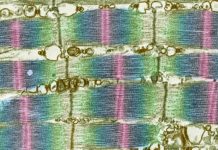 عملکرد موفق داروی آزمایشی BBP-۴۱۸ در مبتلایان به LGMD