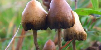 عملکرد موفق یک درمان مبتنی بر سیلوسایبین در کاهش علائم افسردگی