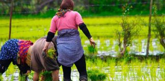 ۳۷۵ هزار مادر روستایی دارای ۳ فرزند و بیشتر بیمه رایگان شدند